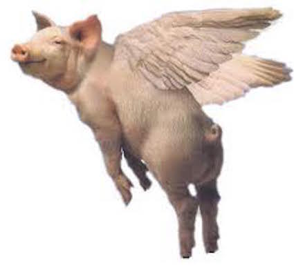 flying pig 1