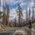 BRUCE MELTON | <i>CLIMATE</i> | Sequoias burn: Ongoing collapse of the unburnable