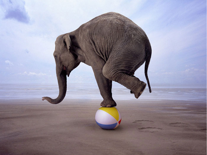 Balancing act elephant