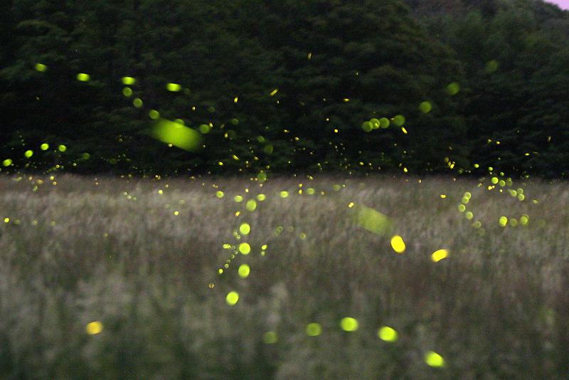 fairies and fireflies