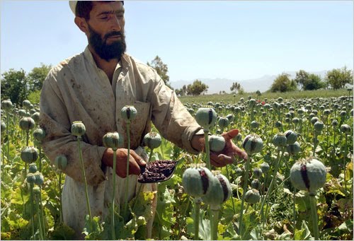 Follow The Poppies Opium Afghanistan And Us Foreign Policy The Rag Blog 
